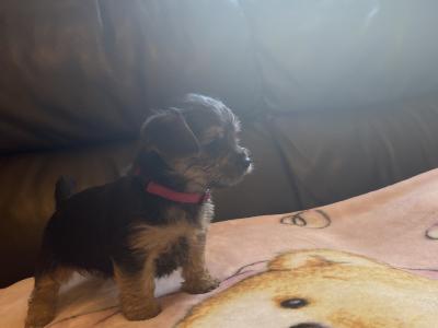 Adorable miniature Yorkshire Terrier puppies in Galway