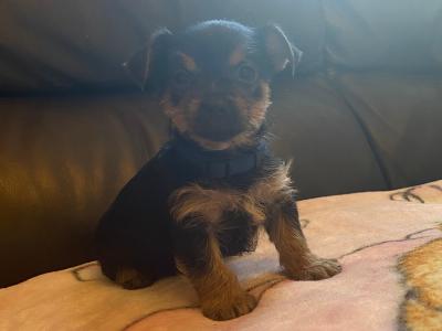 Adorable miniature Yorkshire Terrier puppies in Galway