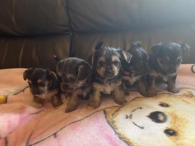 Adorable miniature Yorkshire Terrier puppies in Galway