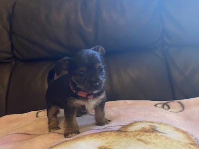 Adorable miniature Yorkshire Terrier puppies in Galway