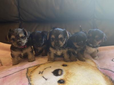 Adorable miniature Yorkshire Terrier puppies in Galway