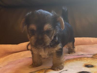 Adorable miniature Yorkshire Terrier puppies in Galway
