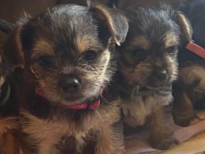 Adorable miniature Yorkshire Terrier puppies in Galway