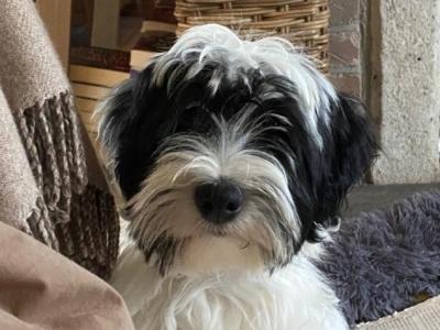 Freddie is a male Tibetan Terrier puppy 8 months old for sale in Dublin