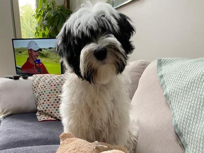 Freddie is a male Tibetan Terrier puppy 8 months old for sale in Dublin