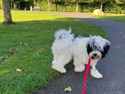 Freddie is a male Tibetan Terrier puppy 8 months old for sale in Dublin