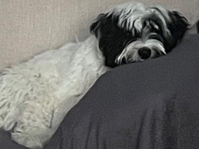 Freddie is a male Tibetan Terrier puppy 8 months old for sale in Dublin