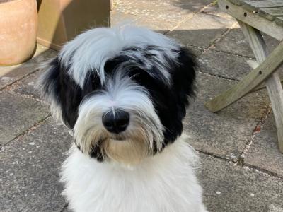 Freddie is a male Tibetan Terrier puppy 8 months old for sale in Dublin