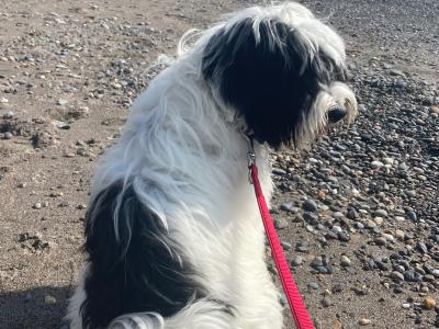 Freddie is a male Tibetan Terrier puppy 8 months old for sale in Dublin