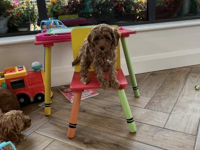 Stunning Royal Red miniature Cockapoo puppies in Kilkenny 🐶🐶