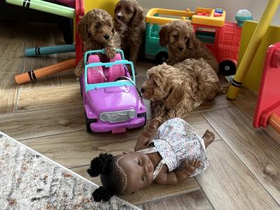 Stunning Royal Red miniature Cockapoo puppies in Kilkenny 🐶🐶