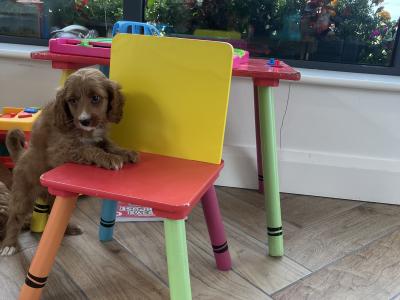 Stunning Royal Red miniature Cockapoo puppies in Kilkenny 🐶🐶