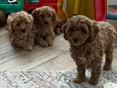 Stunning Royal Red miniature Cockapoo puppies in Kilkenny 🐶🐶