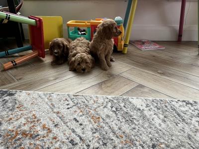 Stunning Royal Red miniature Cockapoo puppies in Kilkenny 🐶🐶