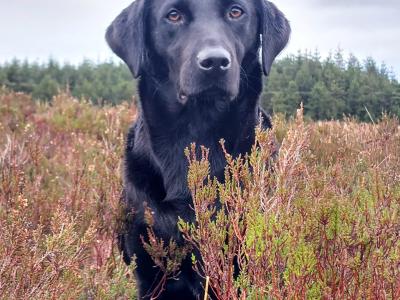 IKC Registered male Labrador puppy in Clare