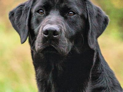 IKC Registered male Labrador puppy in Clare