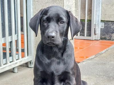 IKC Registered male Labrador puppy in Clare