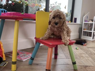 Stunning Royal Red miniature Cockapoo puppies in Kilkenny 🐶🐶