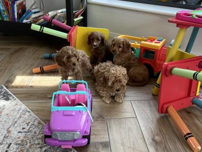 Stunning Royal Red miniature Cockapoo puppies in Kilkenny 🐶🐶