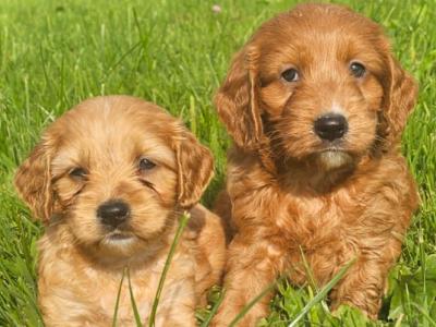Cute Cockapoo puppies in Limerick