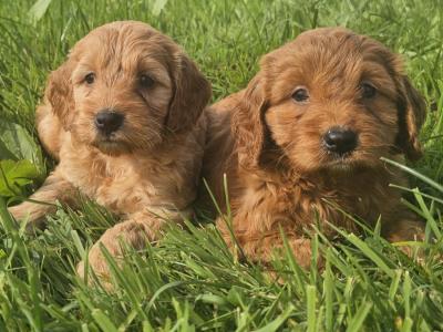 Cute Cockapoo puppies in Limerick