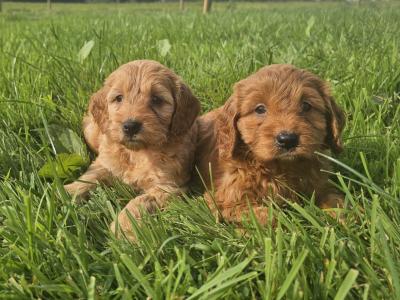 Cute Cockapoo puppies in Limerick