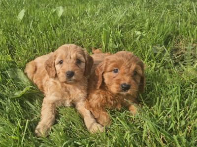 Cute Cockapoo puppies in Limerick