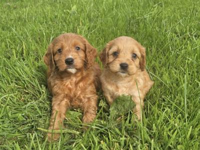 Cute Cockapoo puppies in Limerick