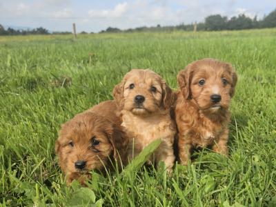 Cute Cockapoo puppies in Limerick