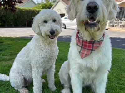 Beautiful Goldendoodle puppies for sale in Kerry