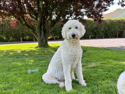 Beautiful Goldendoodle puppies for sale in Kerry