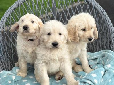 Beautiful Goldendoodle puppies for sale in Kerry