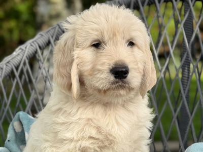 Beautiful Goldendoodle puppies for sale in Kerry