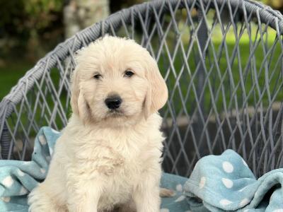 Beautiful Goldendoodle puppies for sale in Kerry