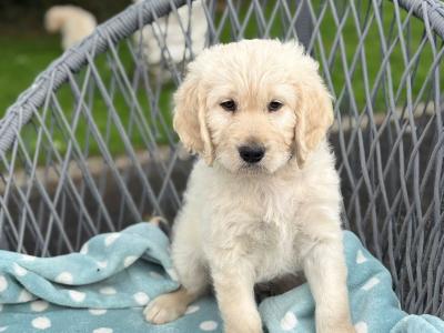Beautiful Goldendoodle puppies for sale in Kerry