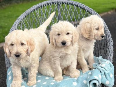 Beautiful Goldendoodle puppies for sale in Kerry