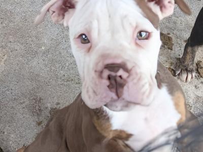 Old English Bulldog puppies in Sligo