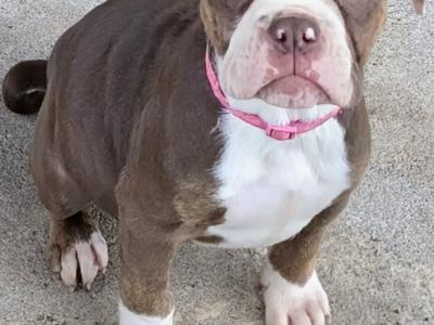 Old English Bulldog puppies in Sligo