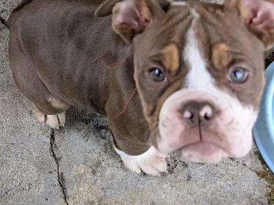 Old English Bulldog puppies in Sligo