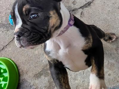 Old English Bulldog puppies in Sligo