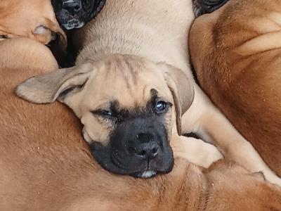 IKC Registered(pending) Cane Corso puppies in Sligo