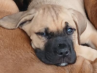 IKC Registered Cane Corso puppies in Sligo