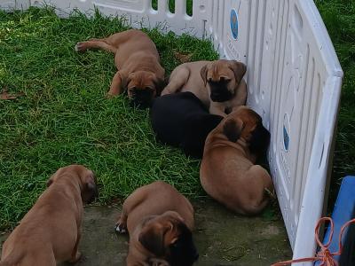 IKC Registered(pending) Cane Corso puppies in Sligo