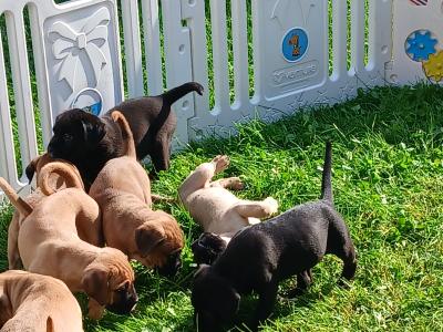 IKC Registered(pending) Cane Corso puppies in Sligo
