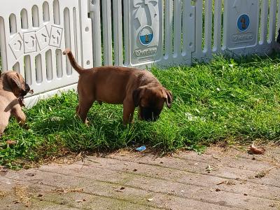 IKC Registered(pending) Cane Corso puppies in Sligo