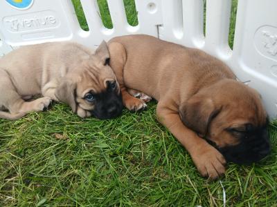 IKC Registered(pending) Cane Corso puppies in Sligo