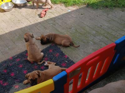 IKC Registered(pending) Cane Corso puppies in Sligo