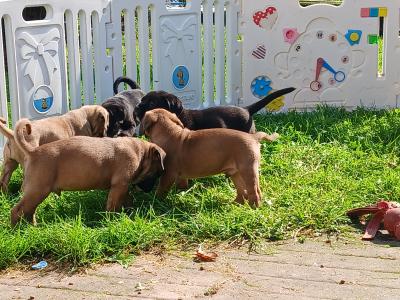 IKC Registered(pending) Cane Corso puppies in Sligo