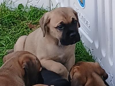IKC Registered(pending) Cane Corso puppies in Sligo