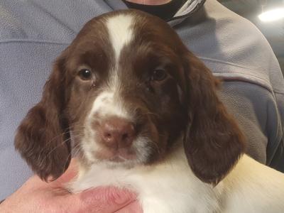 IKC Registered English Springer Spaniel puppies in Kildare